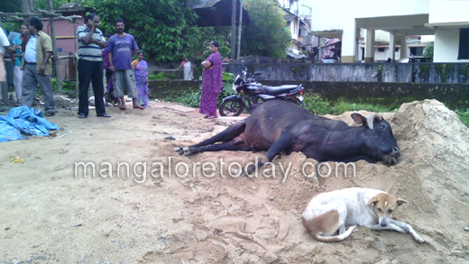 Ox and dog friendship at Mangalore